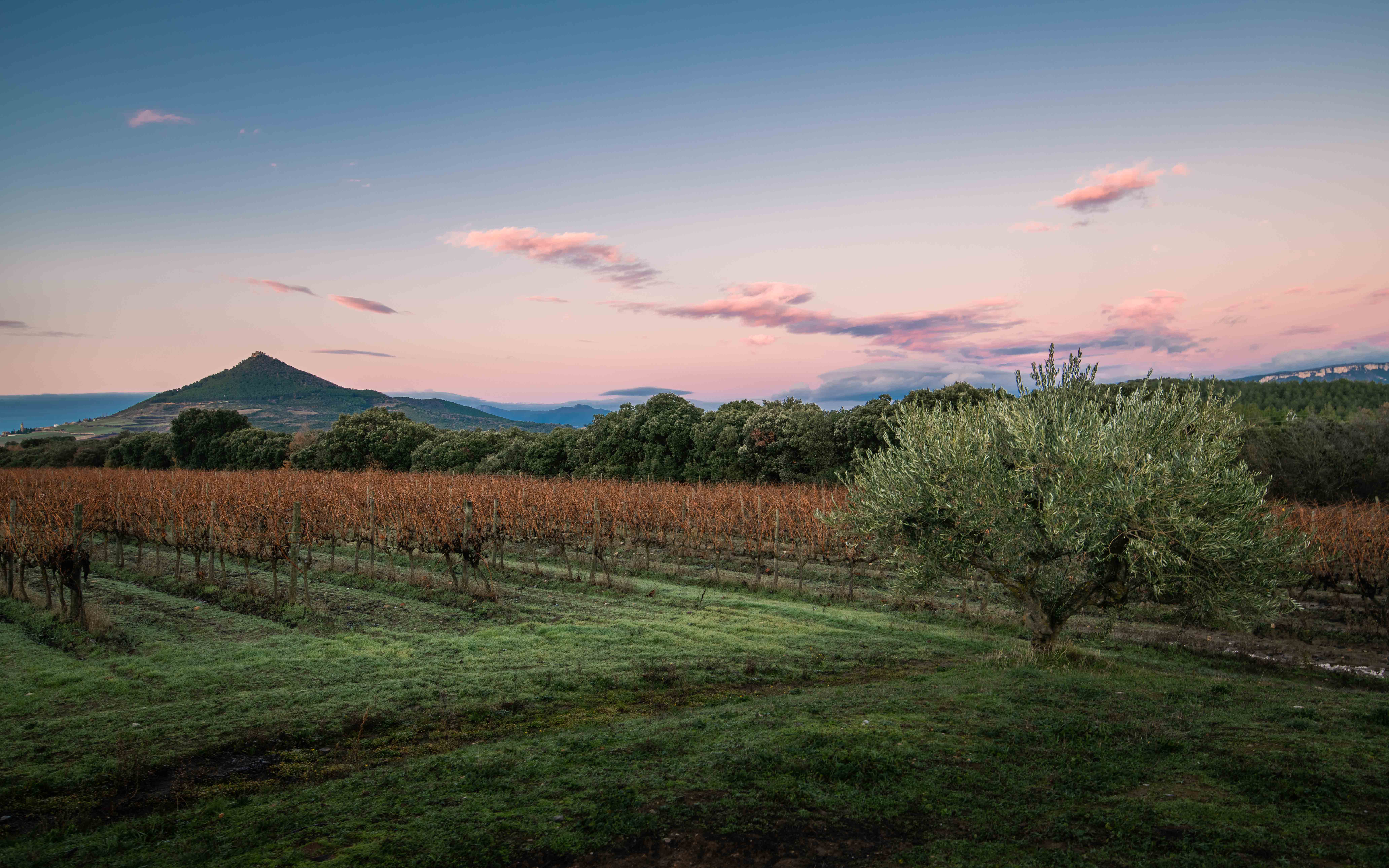 TURISMO DEL VINO DE NAVARRA PLAN ESTRATÉGICO Y OPERATIVO