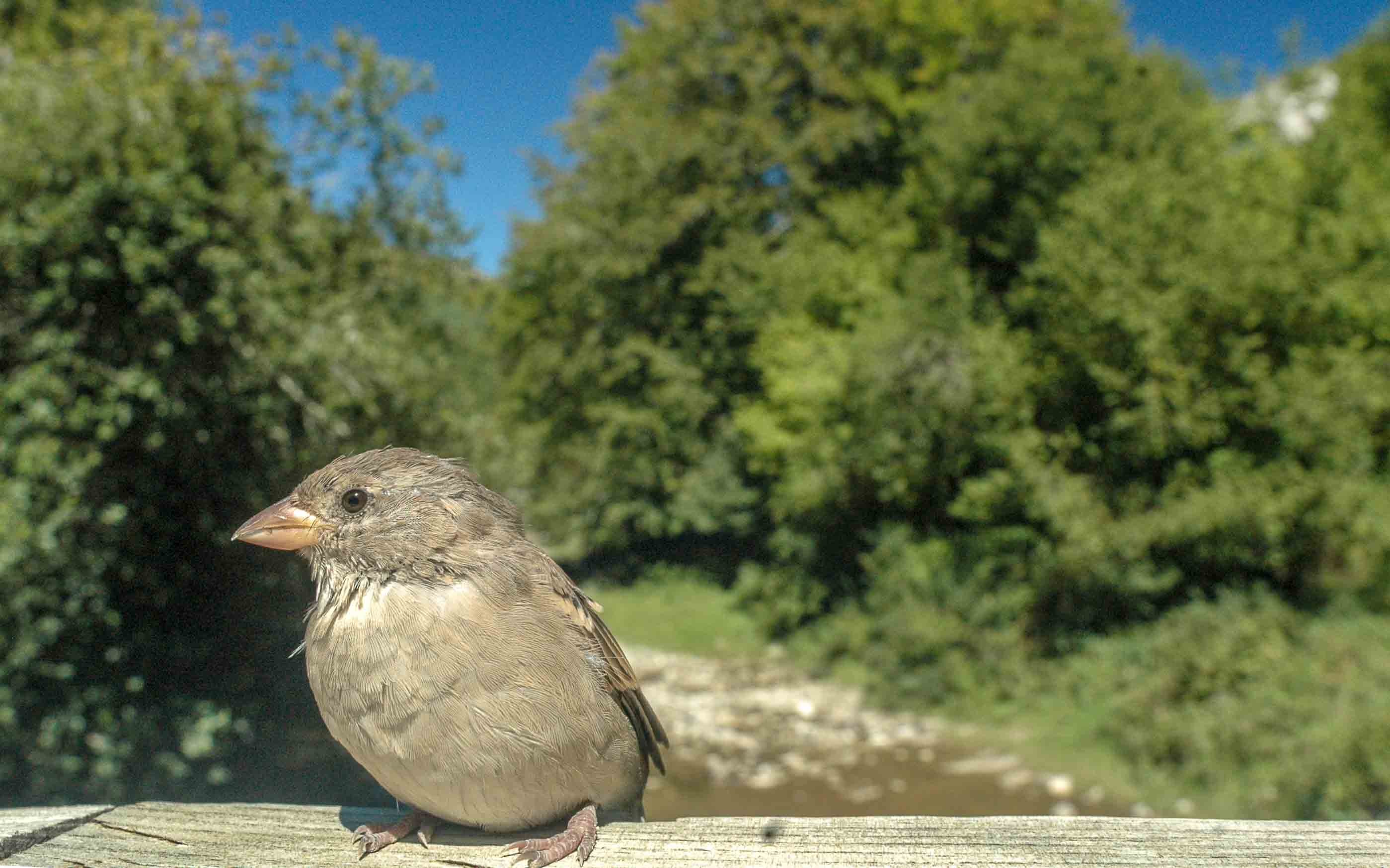 IRATI, BOSQUE DE BOSQUES. GESTIÓN DEL DESTINO