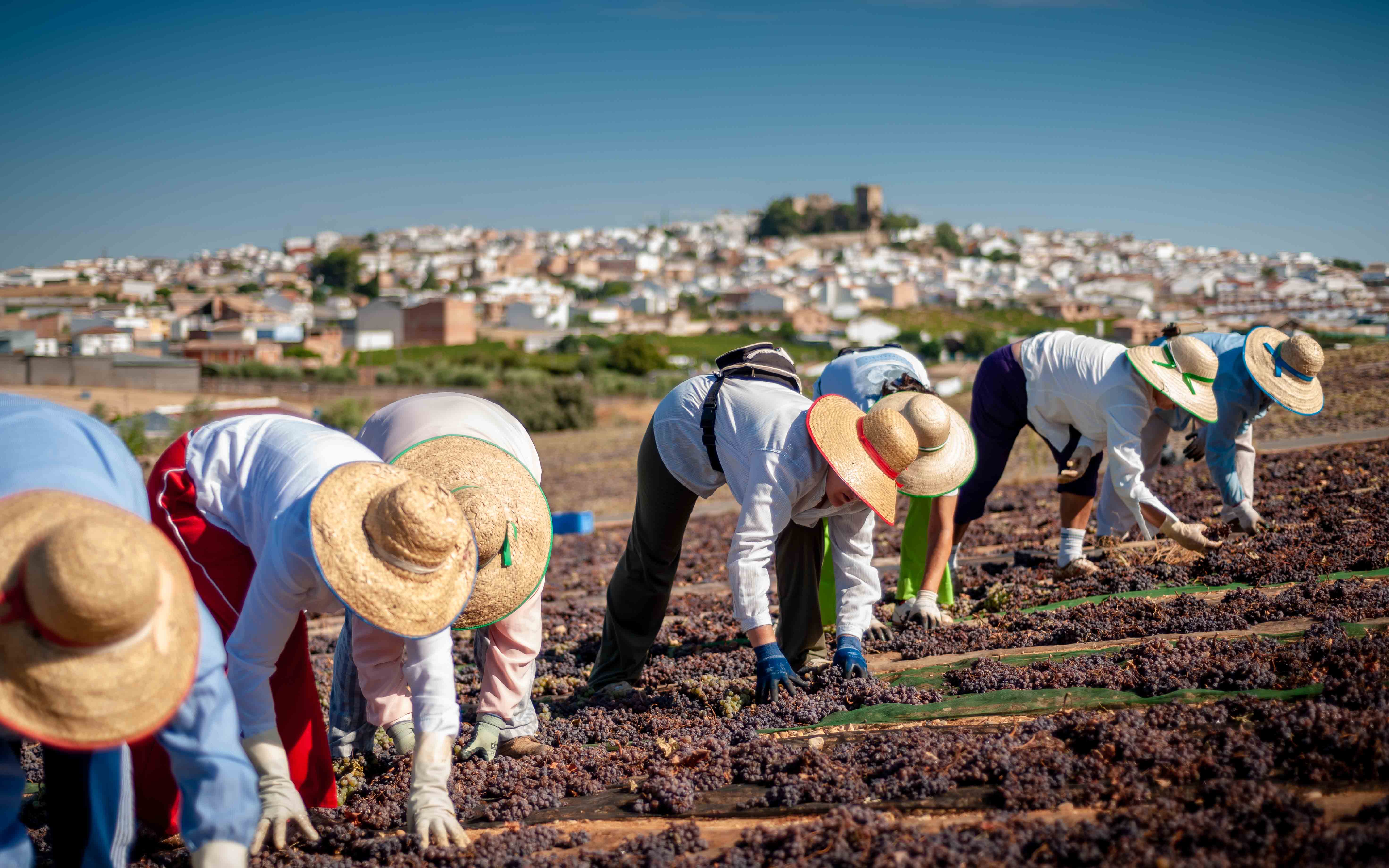 RUTA DEL VINO MONTILLA MORILES. DIRECCIÓN TÉCNICA